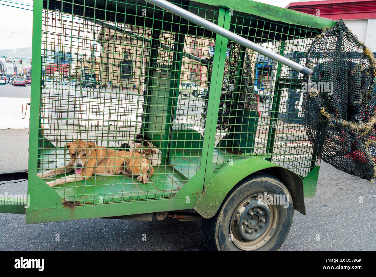 A dog catcher's cage/nets and catch ,on Wrightson Road, Port of Spain, Trinidad Stock Photo