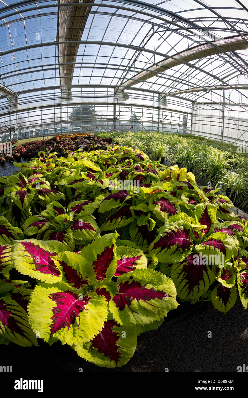 A variegated Coleus plant cultivation (Solenostemon scutellarioides), in the Vichy horticultural production Centre (France). Stock Photo