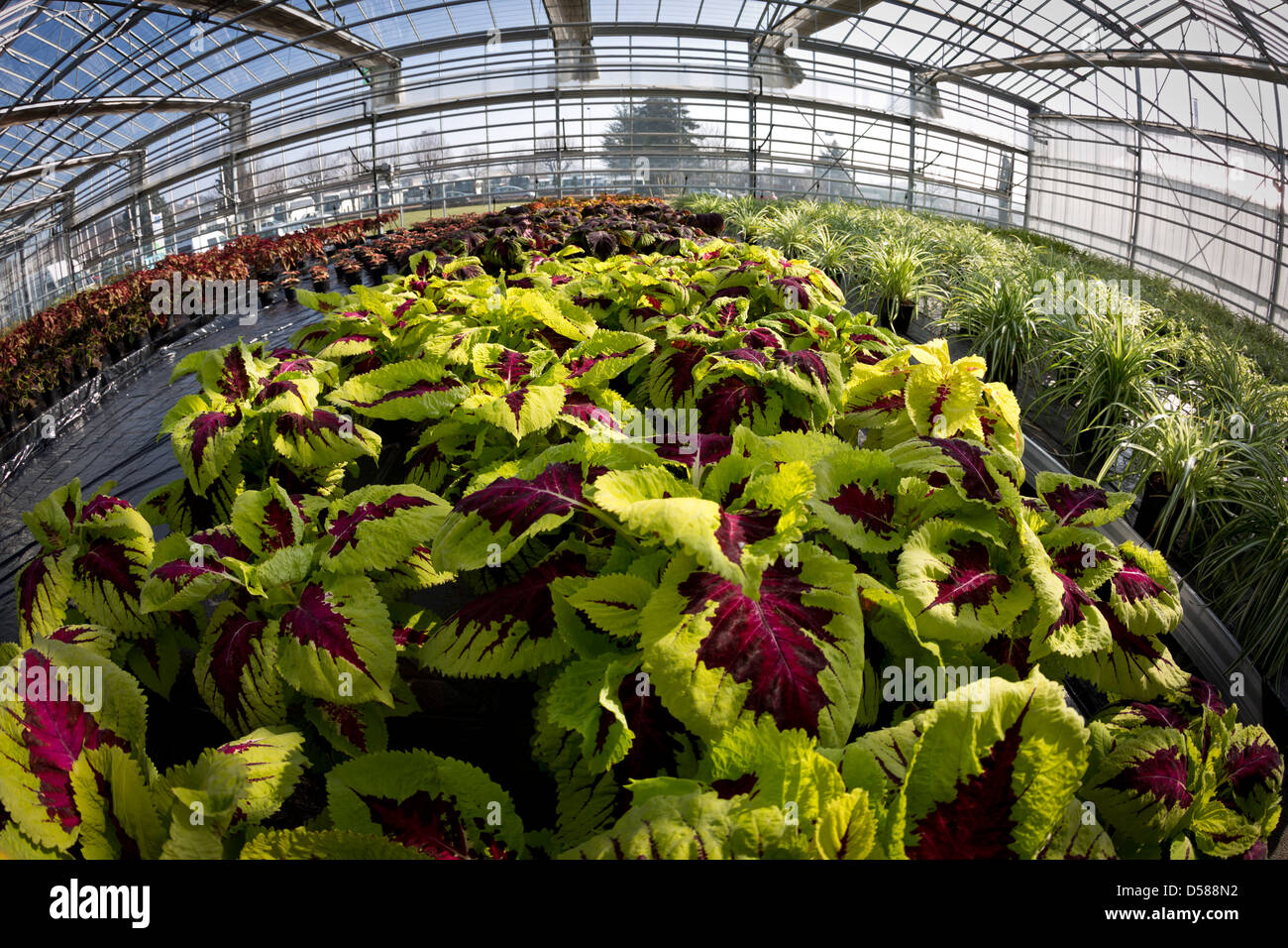 A variegated Coleus plant cultivation (Solenostemon scutellarioides), in the Vichy horticultural production Centre (France). Stock Photo