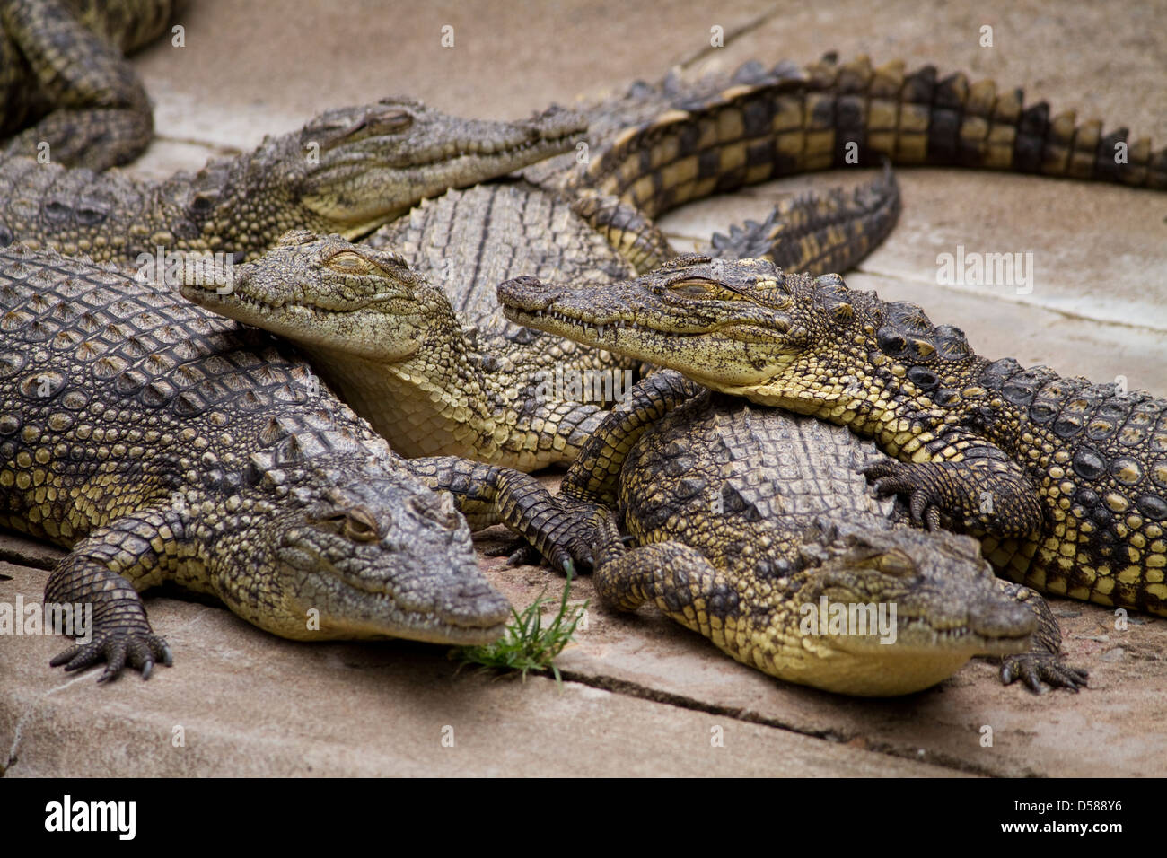 Nile crocodiles (Crocodylus niloticus) at the Crocodile farm in St Lucia, Kwazulu-Natal, South Africa Stock Photo