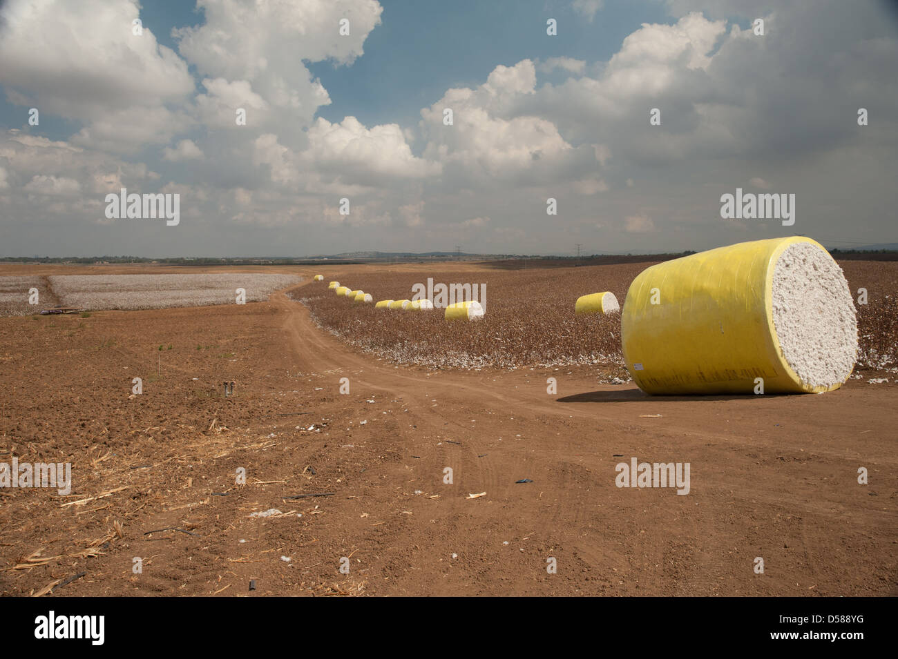 cotton agriculture field Stock Photo Alamy