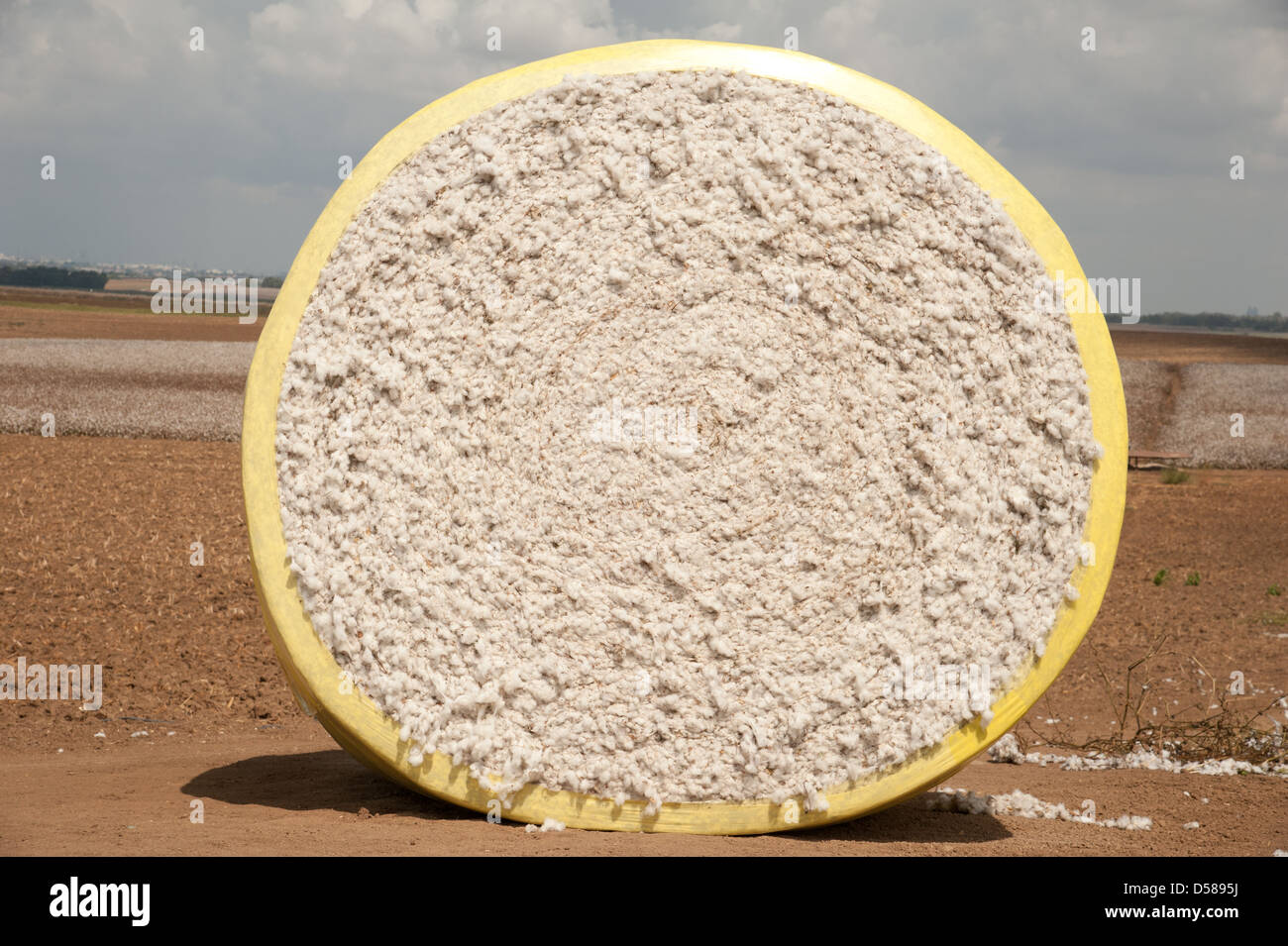 cotton agriculture field Stock Photo Alamy