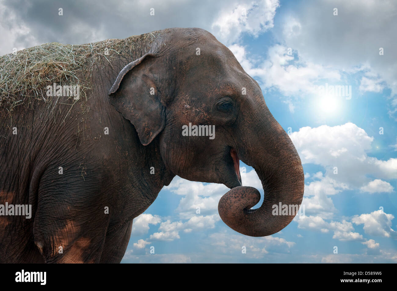 Female elephant head against the cloudy sky. Stock Photo