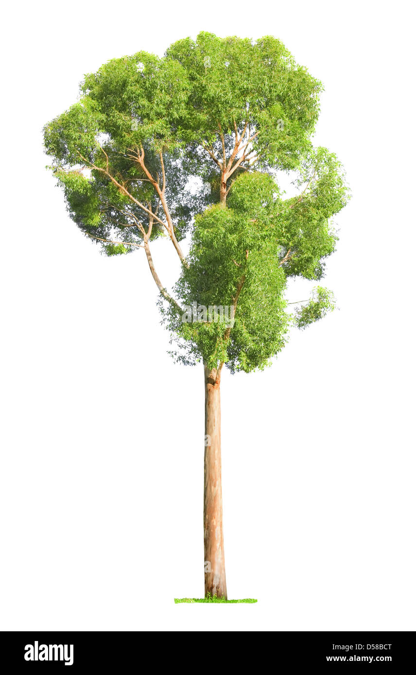 Green beautiful and tall tree isolated on white background Stock Photo