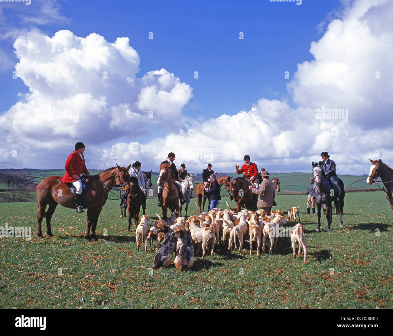 Traditional fox hunt with foxhounds in countryside, Devon, England, United Kingdom Stock Photo