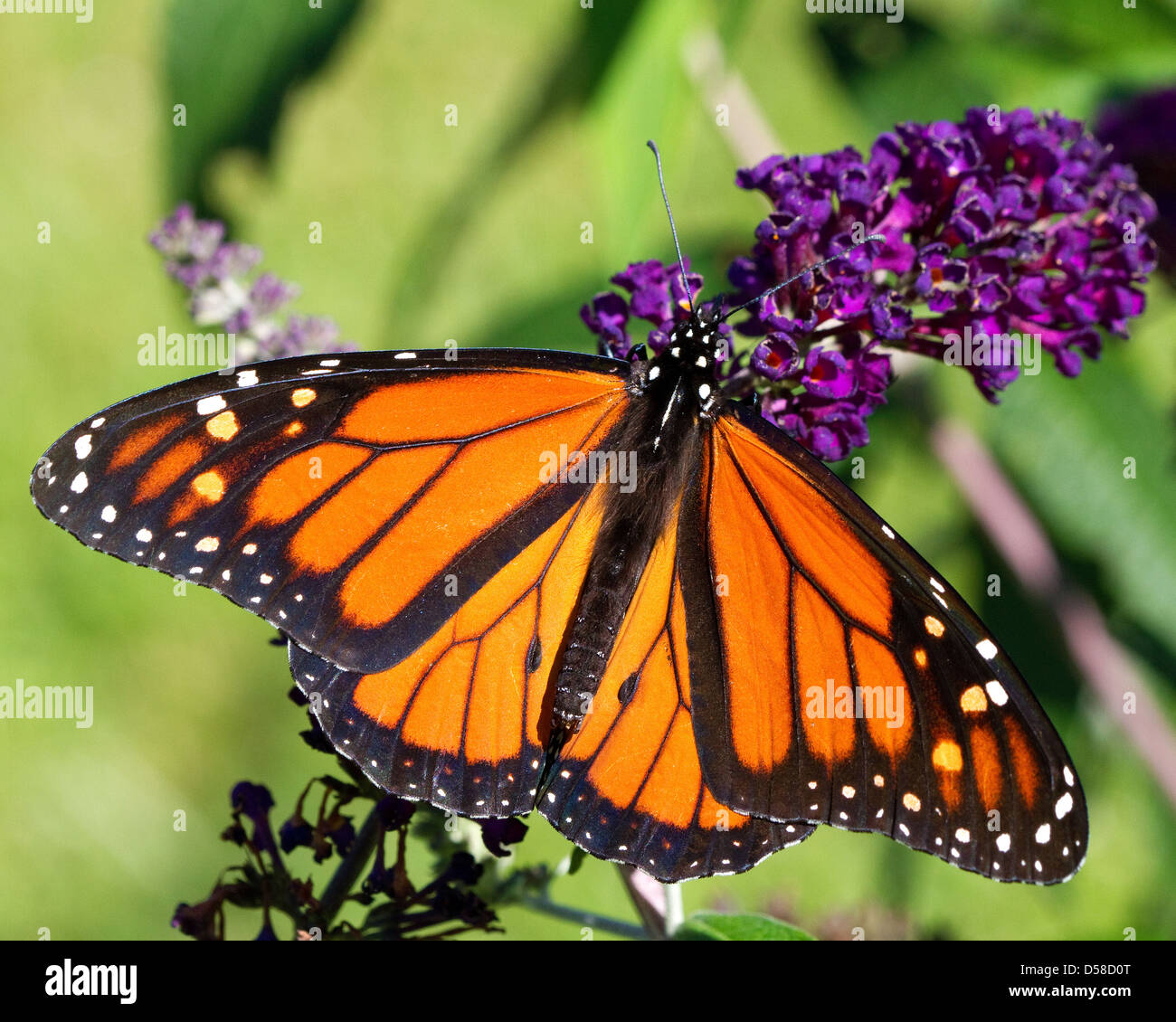 Monarch butterfly (Danaus plexippus) on purple flower, flowers in New England. Stock Photo