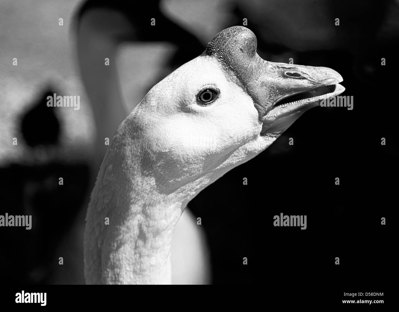 Chinese geese are domesticated versions descended from wild Swan Geese.  This goose is most likely a male. Stock Photo