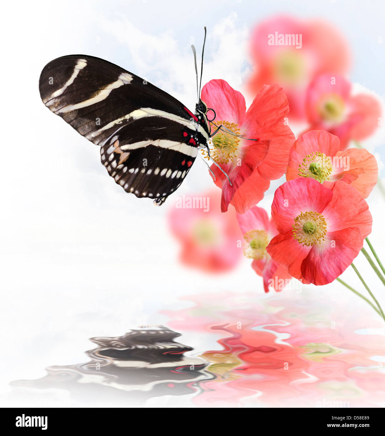 Butterfly reflection hi-res stock photography and images - Alamy