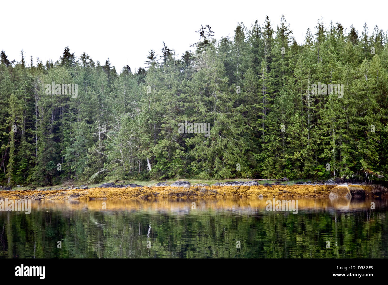 Refections of a forested coastline in the Troup Passage in the scenic Great Bear Rainforest, coastal British Columbia, Canada. Stock Photo
