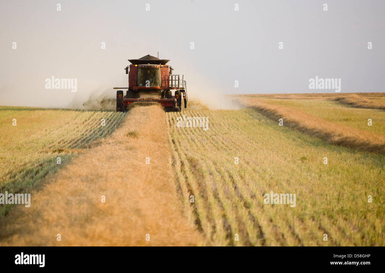 Swathing Hay Rows Swath rows hi-res stock photography and images - Alamy