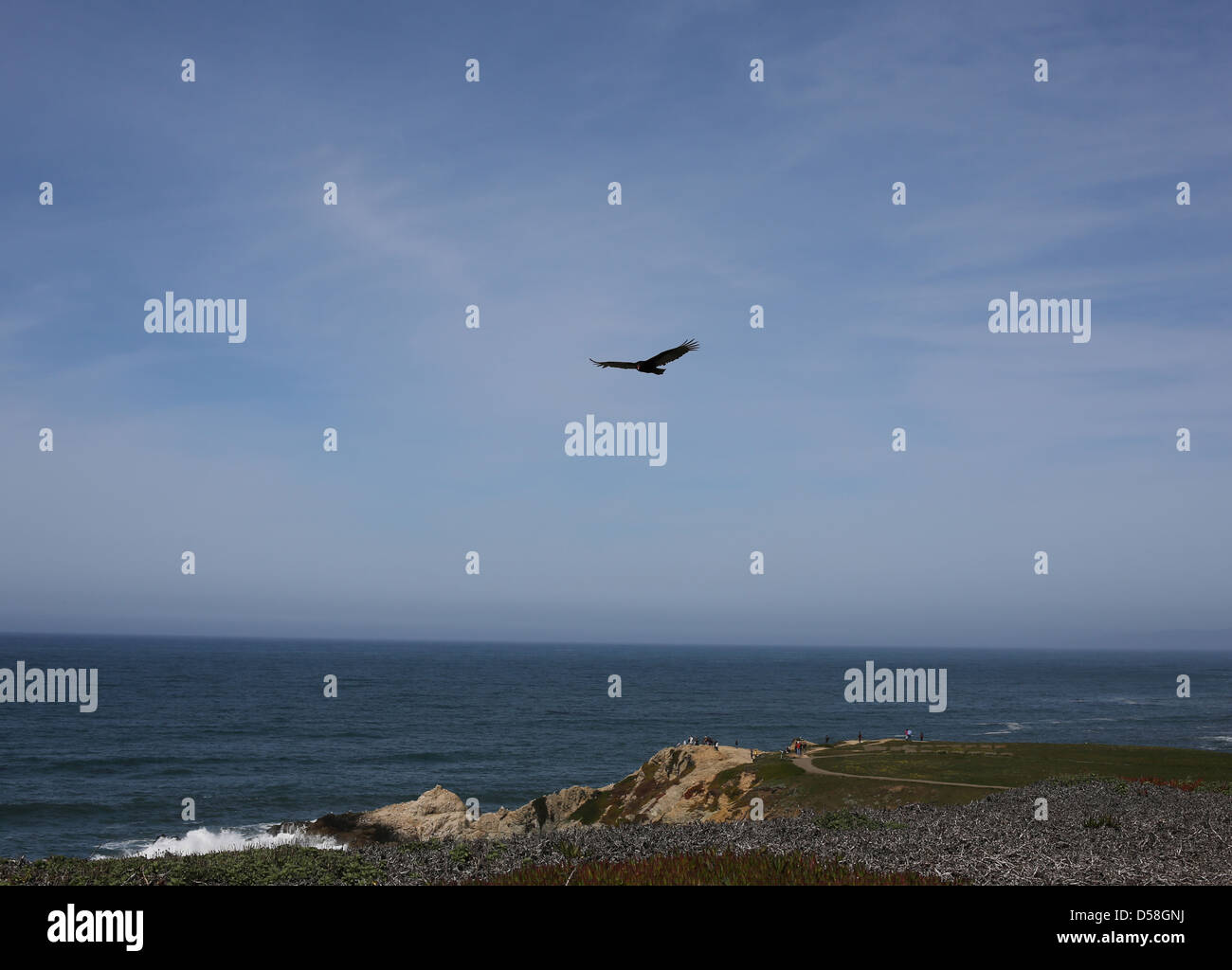A large vulture flying over Bodega Head in California. Stock Photo