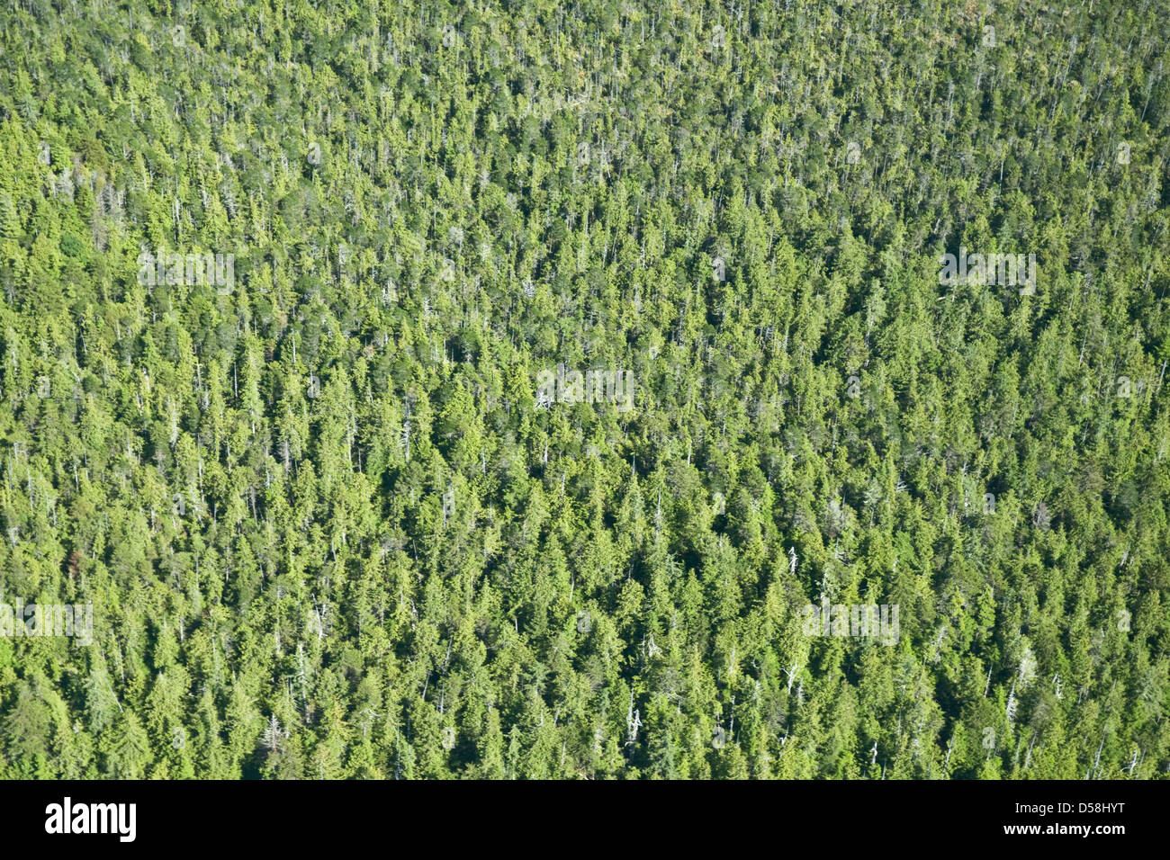 An aerial view of a temperate coniferous rainforest in the Great Bear Rainforest, central coast, British Columbia, Canada. Stock Photo