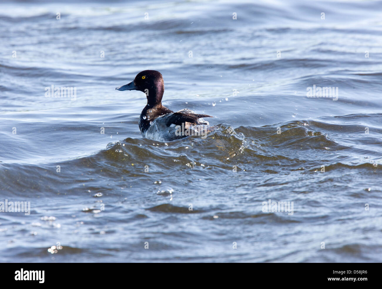 Ring necked Duck in a Saskatchewan pond Stock Photo - Alamy