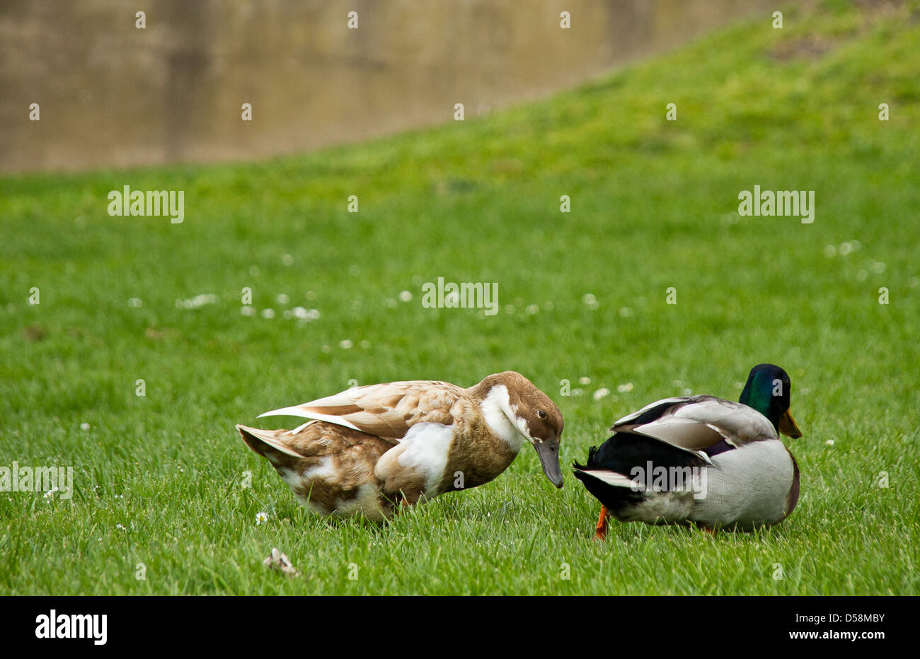 Two is better than one Stock Photo Alamy