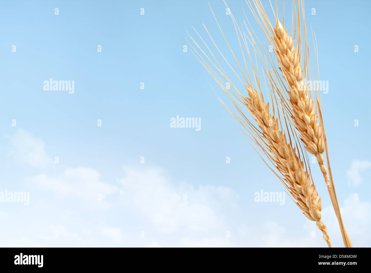 wheat ears against clear blue sky with copy space Stock Photo - Alamy