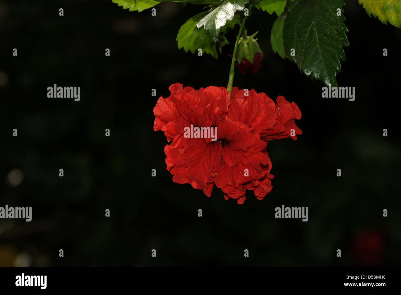 an amazing red flower Stock Photo