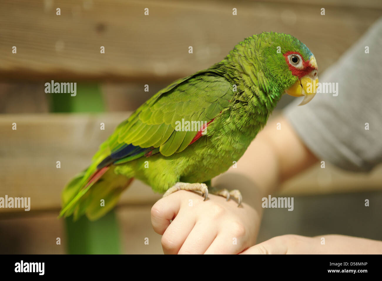 Creature Parrot Creature of habit hi-res stock photography and images - Alamy