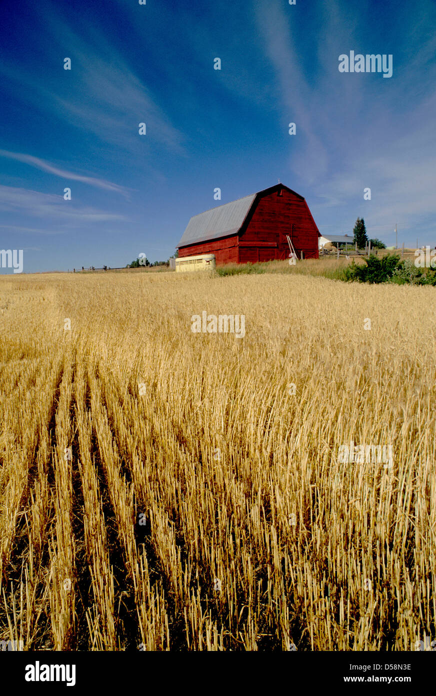 Yellow field with red barn and horse trailer hi-res stock photography ...