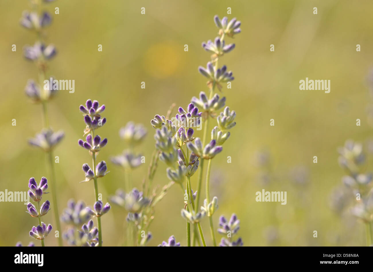 Lavender flowers bloom summer time Stock Photo Alamy