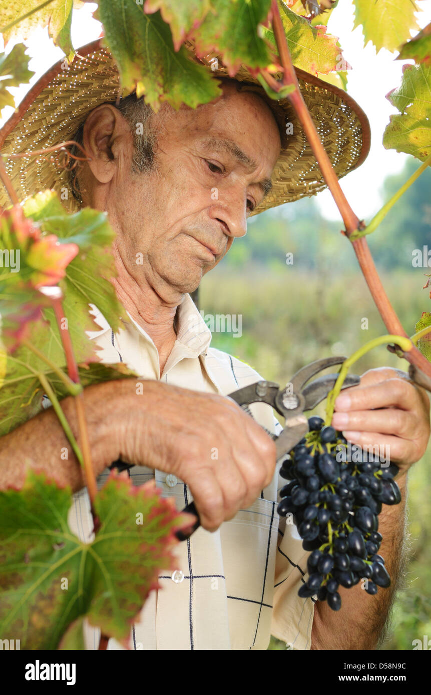 Senior worker cuts grape twigs Stock Photo