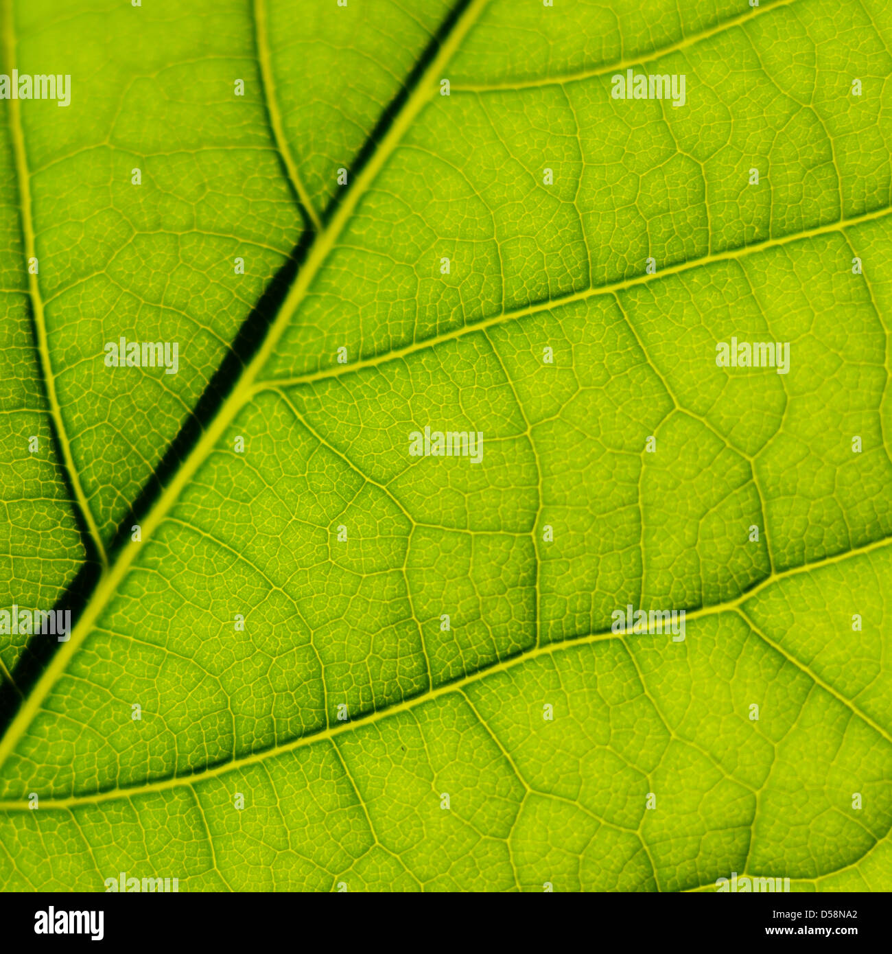 Green leaf surface texture macro closeup photo Stock Photo