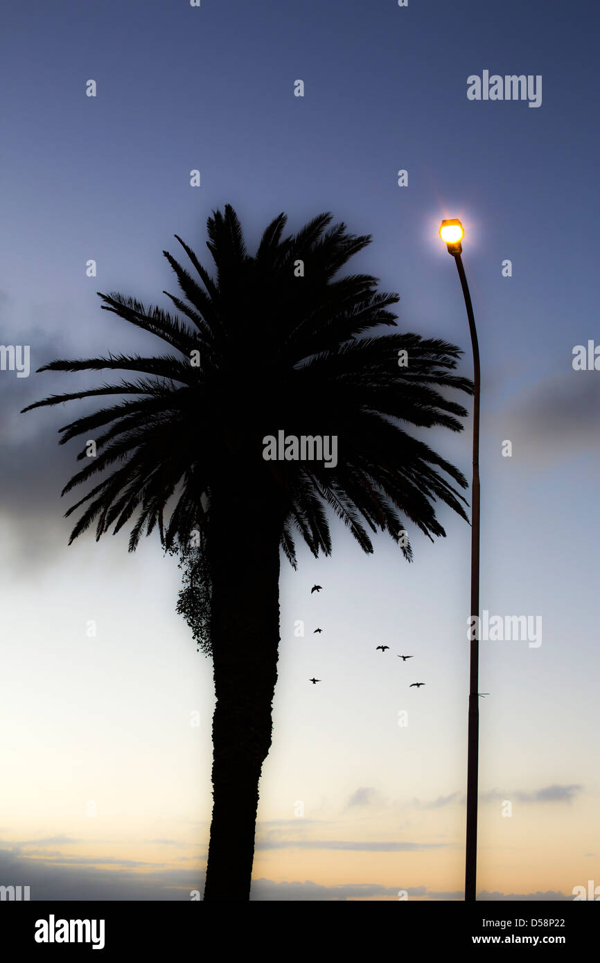 Palm Tree with Street Lamp Stock Photo - Alamy