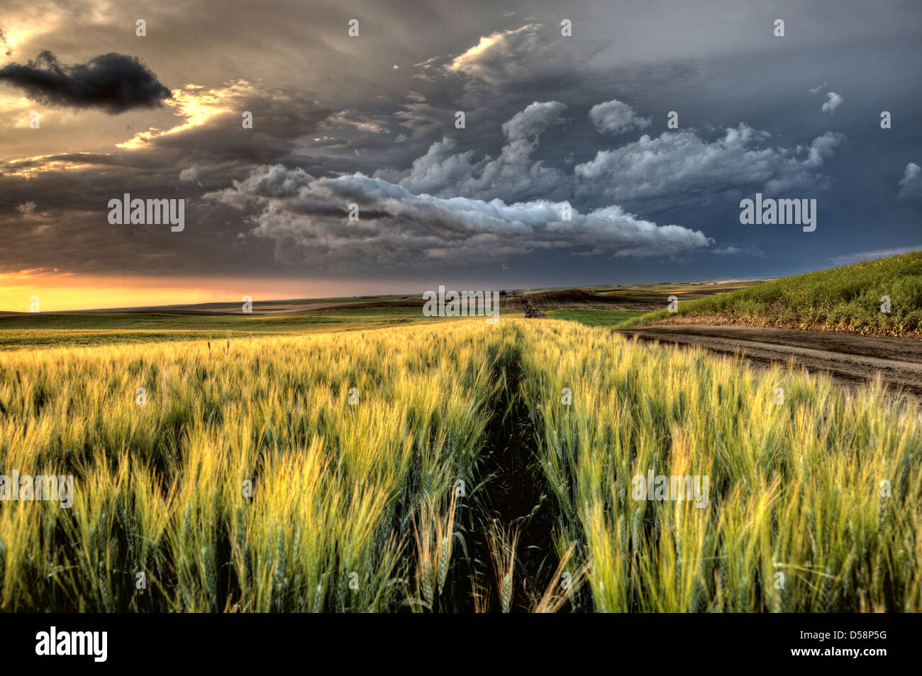 Storm Clouds Saskatchewan sunset over wheat fields Stock Photo - Alamy