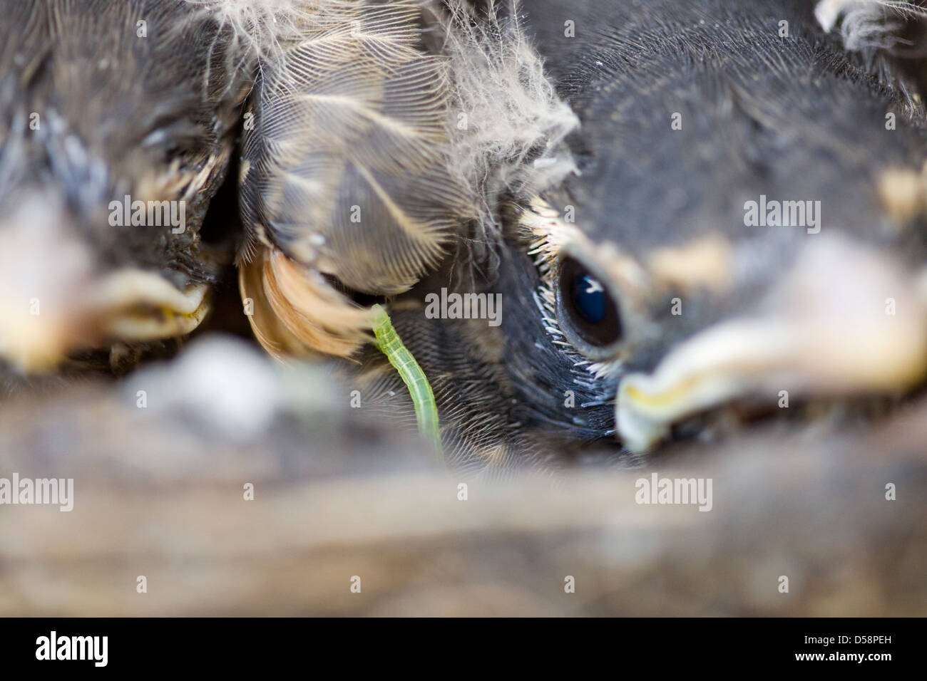 Baby robins in nest hires stock photography and images Alamy