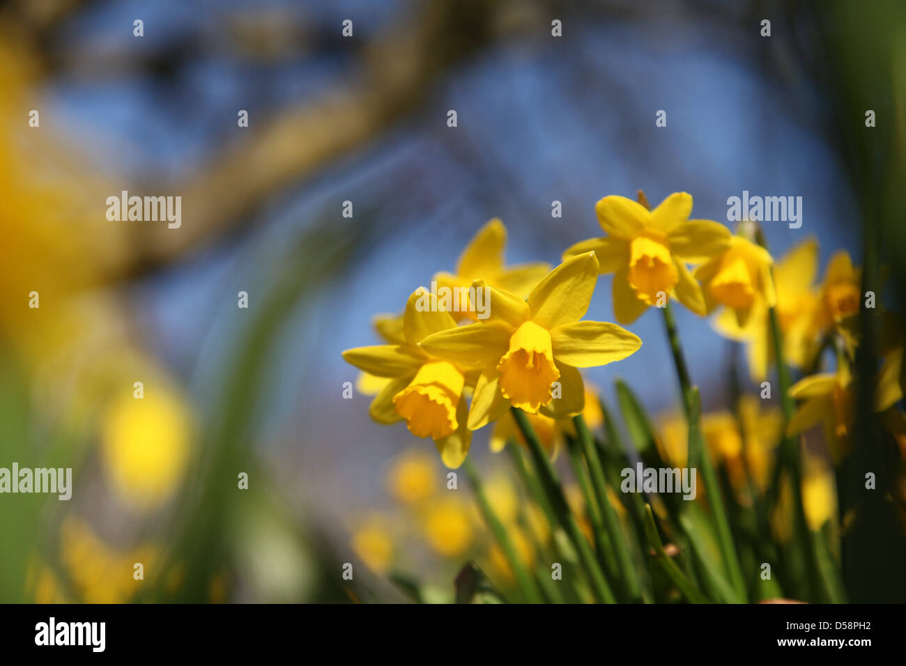 Daffodils growing in Eastrop Park, Basingstoke, Hampshire at the start of Spring 2013. This one of the few sunny days in March. Stock Photo