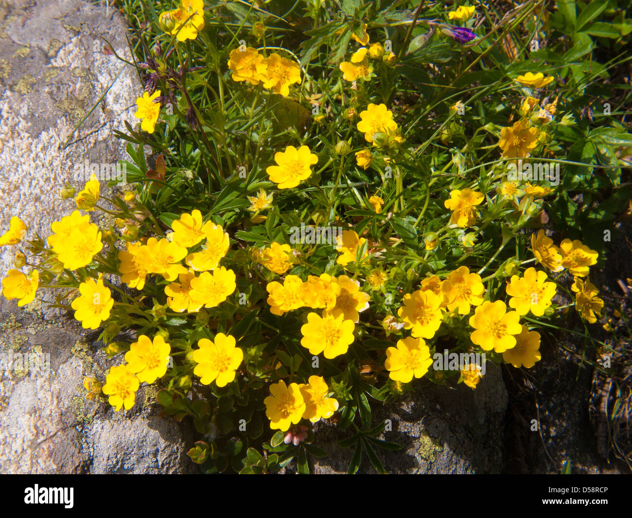Potentille hi-res stock photography and images - Alamy