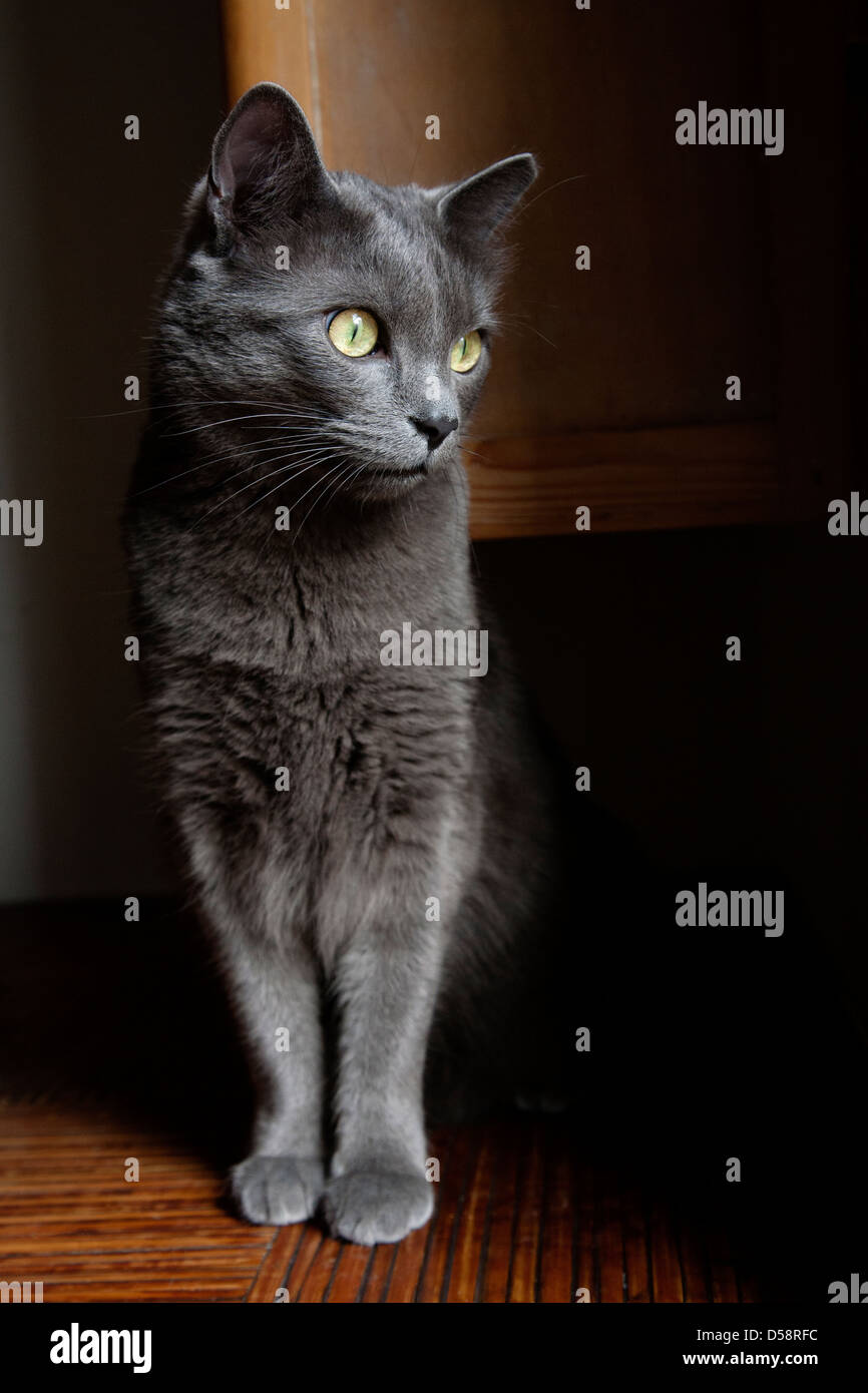 Russian blue cat green eyes hi-res stock photography and images - Alamy