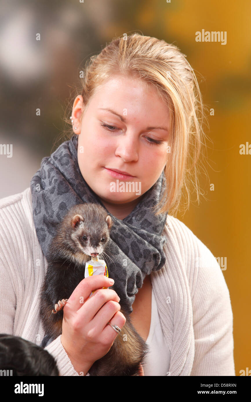 Young woman and Ferret / (Mustela putorius forma domestica) / getting vitamine paste Stock Photo