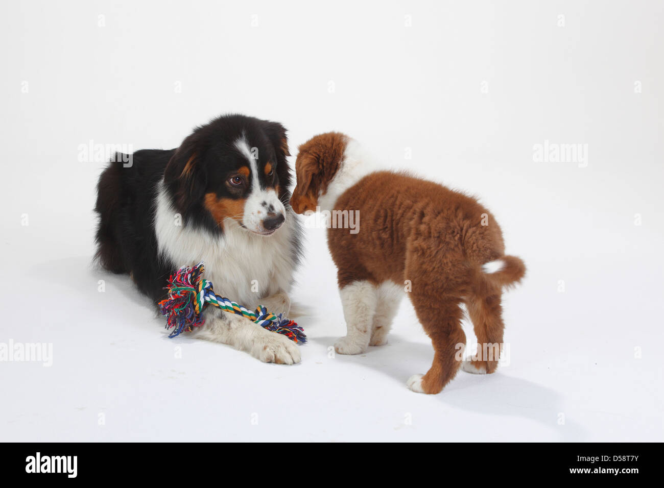 toy australian shepherd red tri