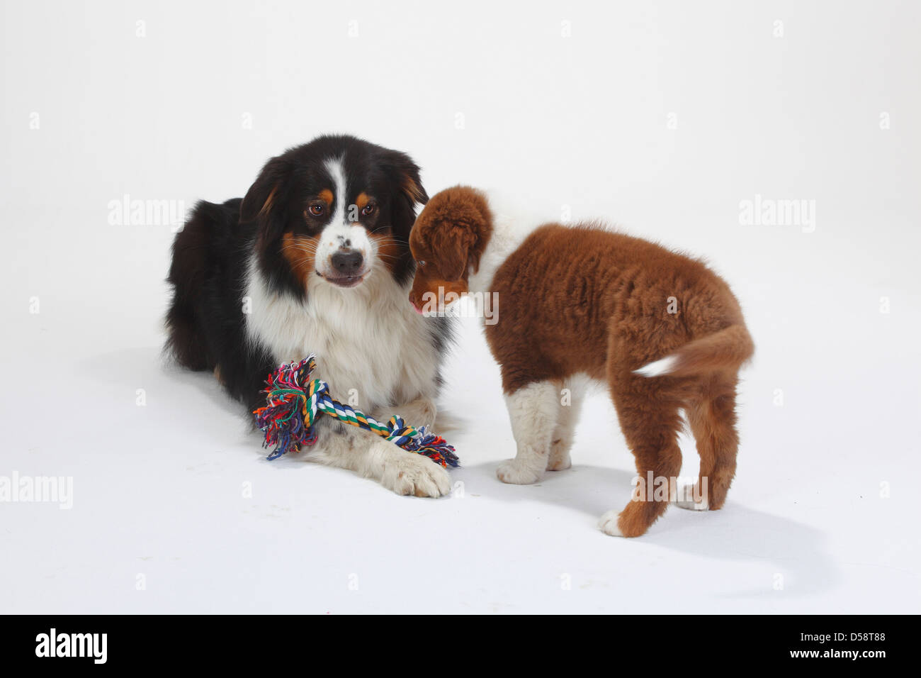 Australian Shepherd, black-tri, with puppy, red-tri, 9 weeks / toy Stock Photo