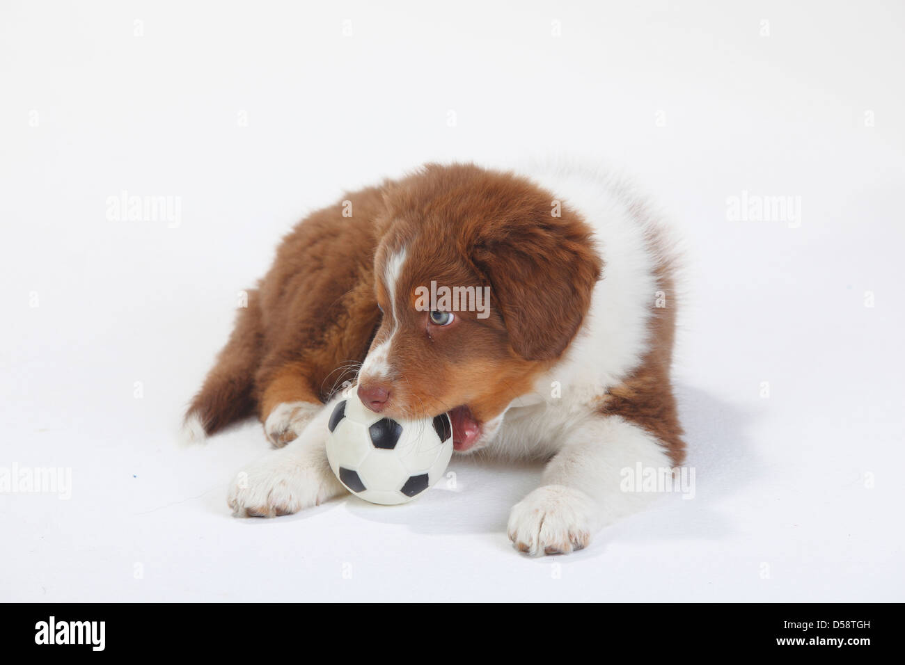 Australian Shepherd, puppy, red-tri, 9 weeks / toy, ball |Australian Shepherd, Welpe, red-tri, 9 Wochen / Spielzeug, Ball Stock Photo