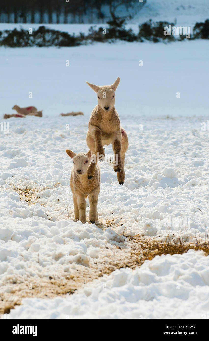 Spring lamb leaping in the air in snow on a Shropshire hill farm UK Stock Photo