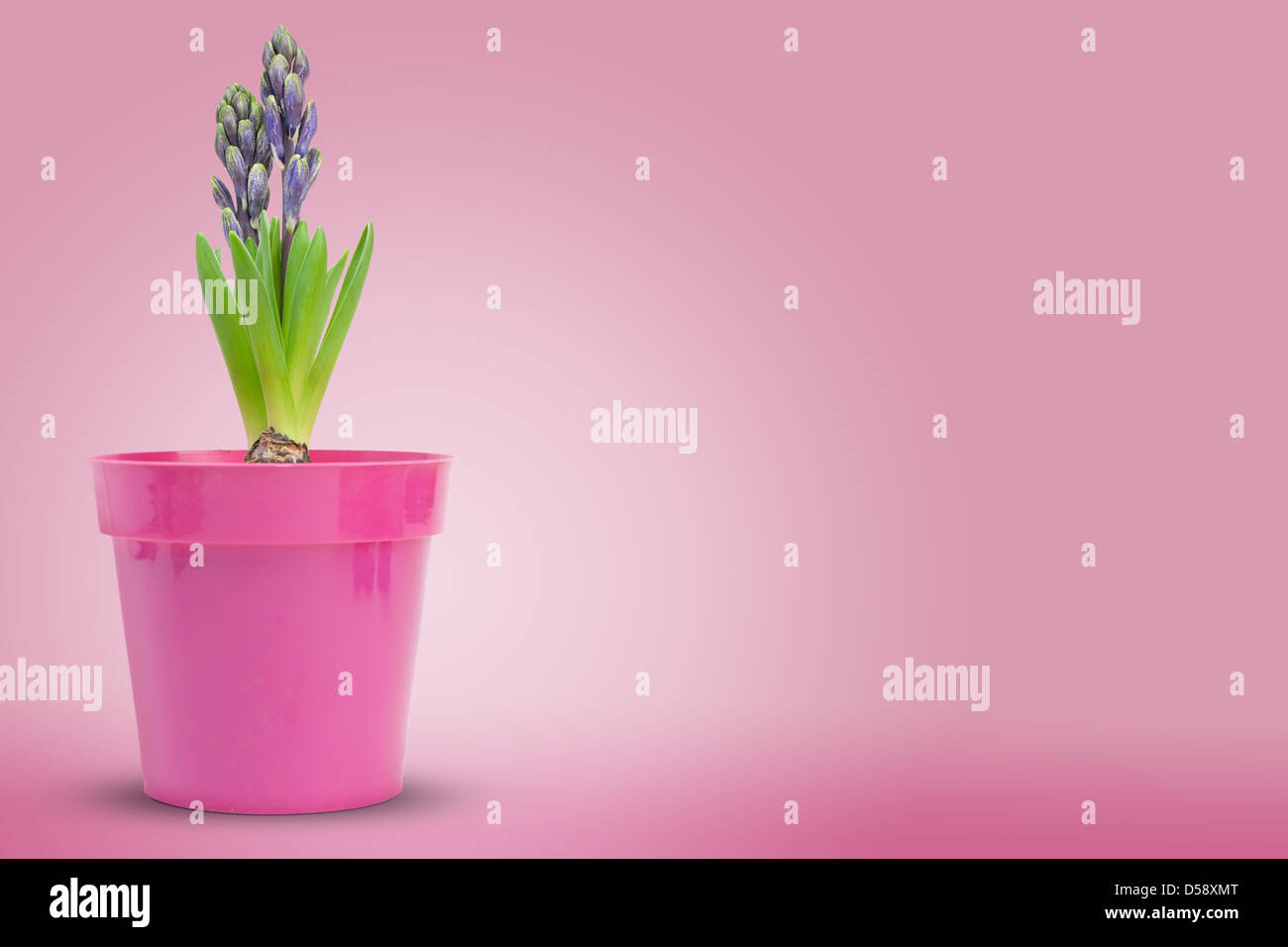 hyacinth inside a pot over a pink background Stock Photo