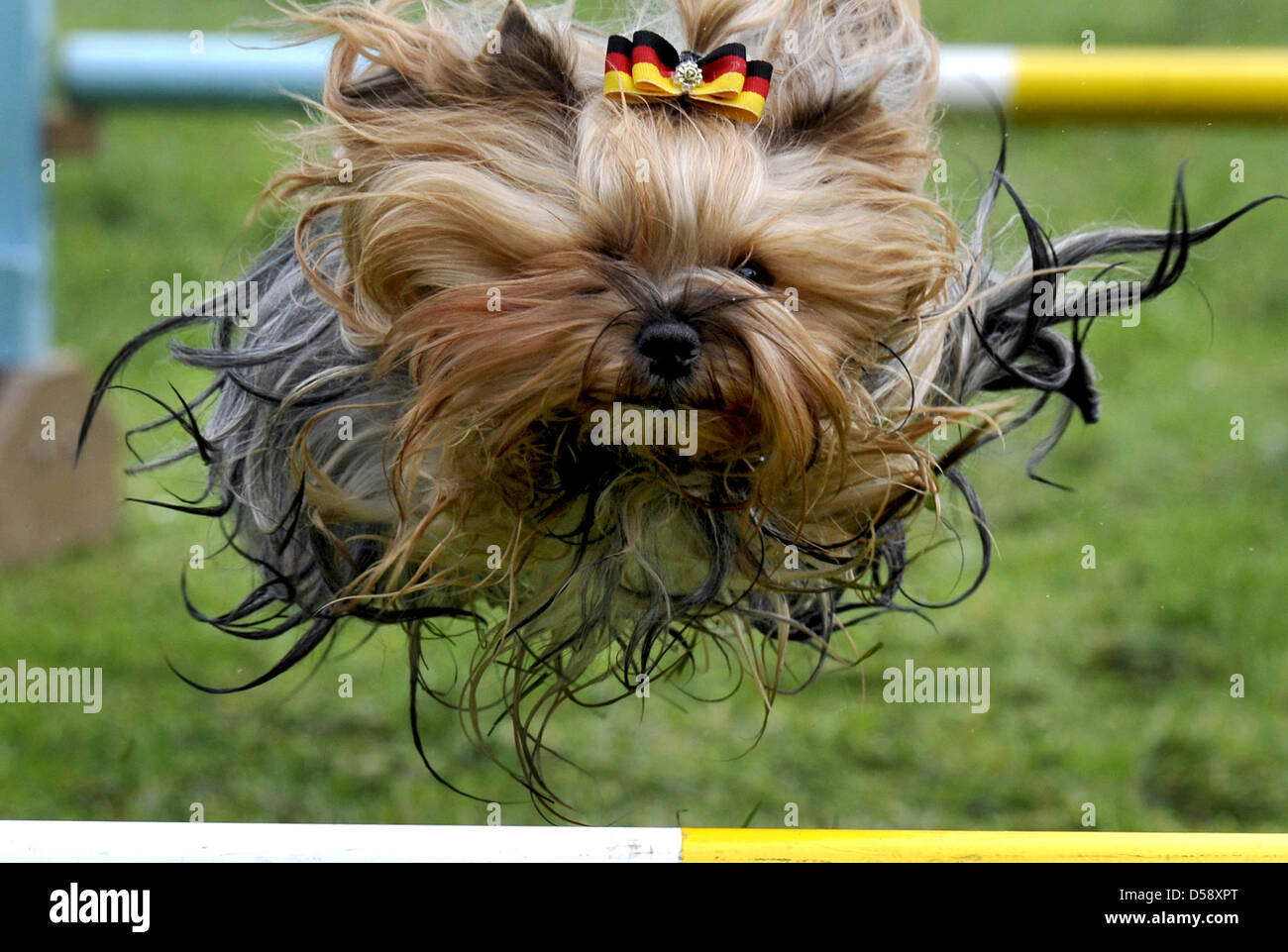 german yorkshire terrier