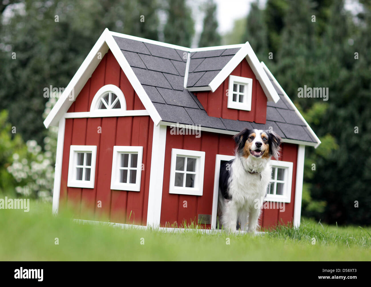 Dog Mara peers out of its luxury dog house type 'Loenneberga' in ...