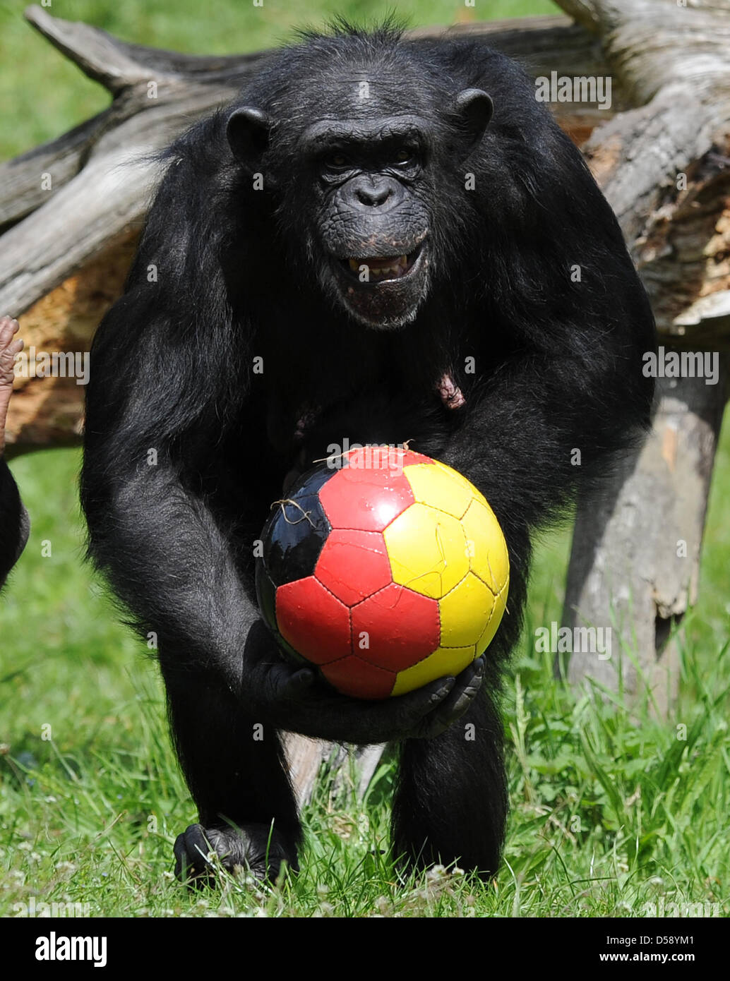 A chimpanzee plays with a soccer ball in Germany's national colours to the  joy of many spectators at Serengeti Park in Hodenhagen, Germany, 01 June  2010. Photo: PETER STEFFEN Stock Photo - Alamy