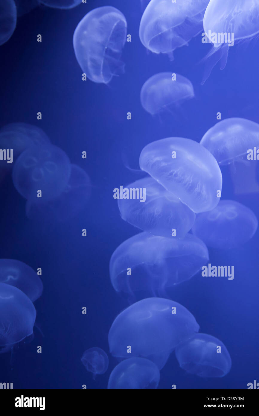 Stunning move of medusas glowing mystic self-luminous light underwater below the ocean surface. Genova, Liguria. Italy Stock Photo