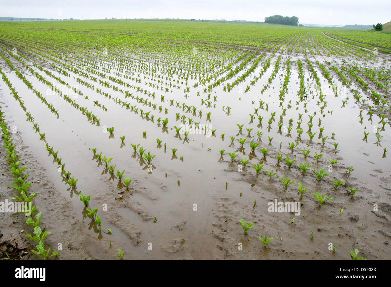 German turnips hires stock photography and images Alamy