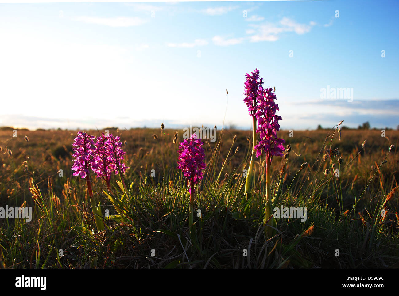 Purple flowers in sunshine Stock Photo - Alamy