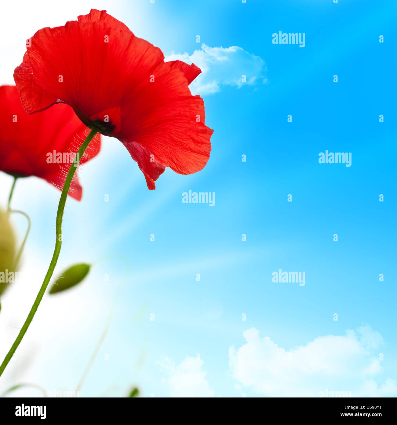 Poppies over a blue sky with sun at the background Stock Photo - Alamy