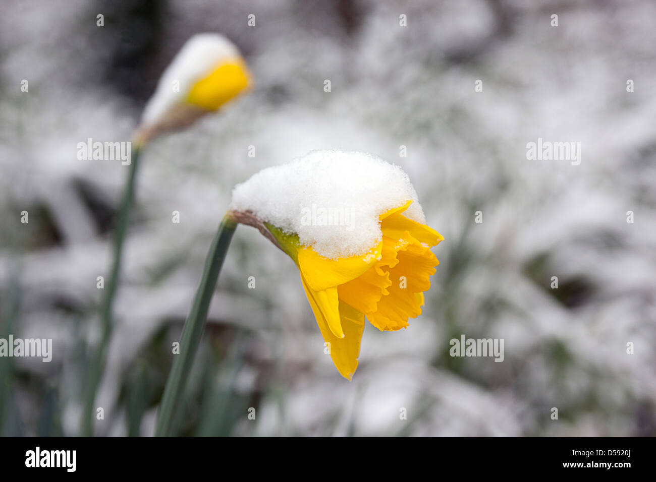 daffodils in snow Stock Photo Alamy
