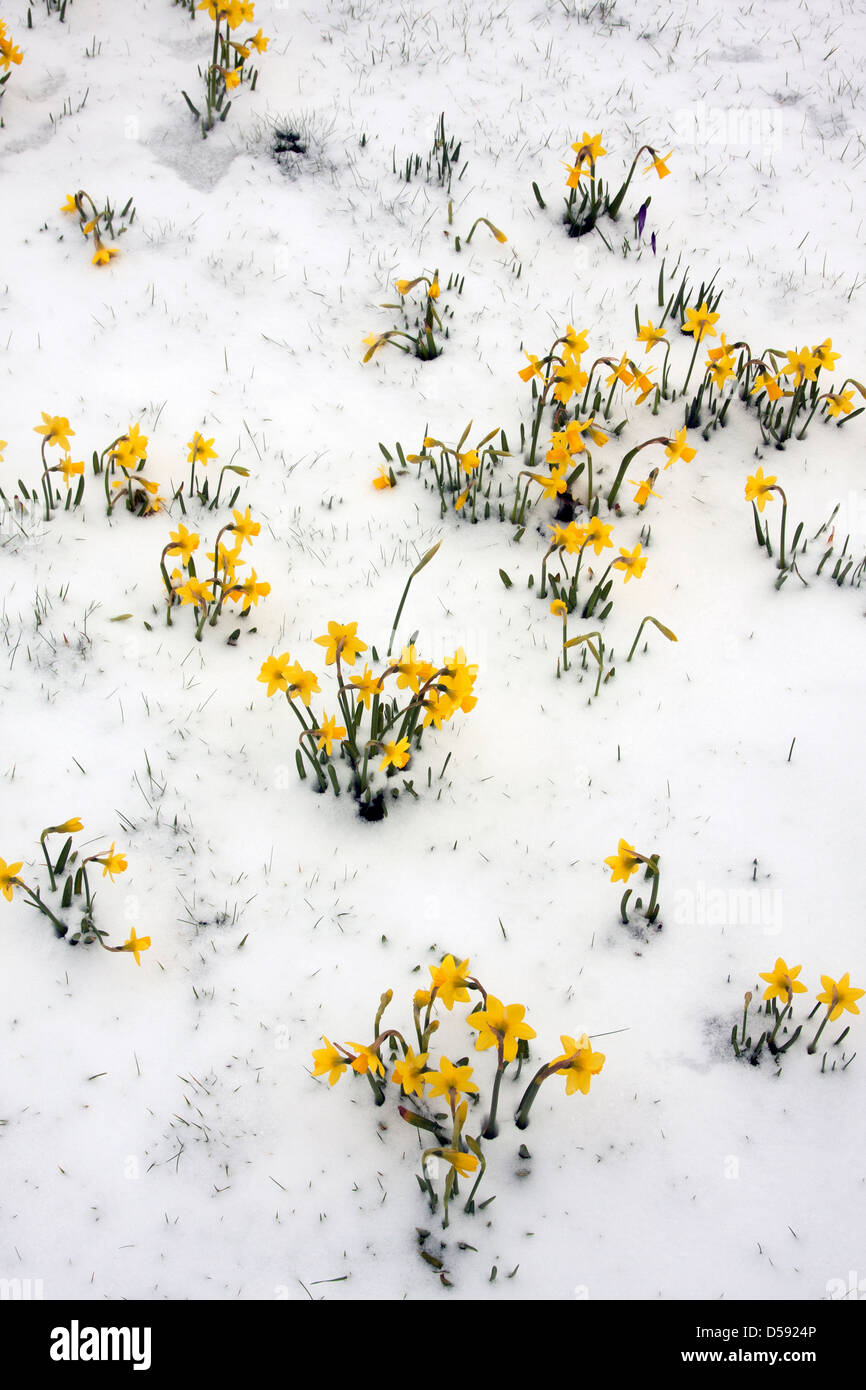 daffodils in snow Stock Photo Alamy