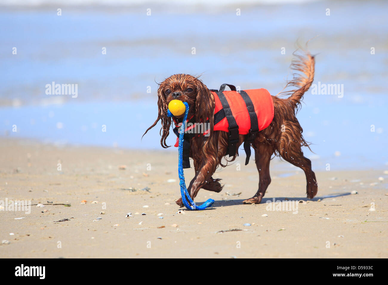 Cavalier King Charles Spaniel, ruby, lifejacket, retrieving ball / life vest Stock Photo