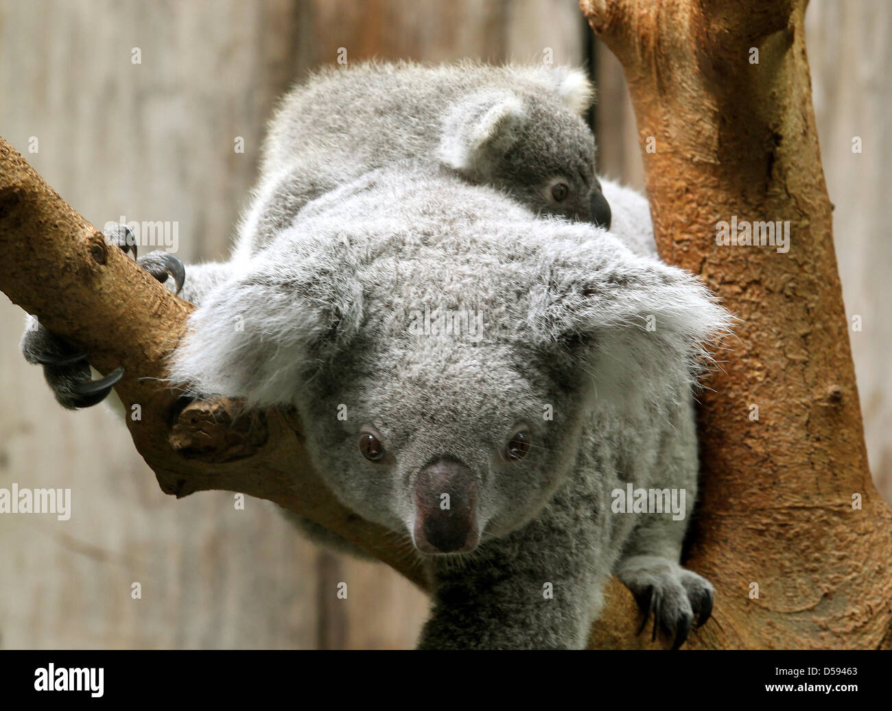 Das erst 215 Tage alte Koala Baby Joe erkundet mit seiner Mutter Goonderrah am Freitag (11.06.2010) das Gehege im Duisburger Zoo. Das kleine Pelztierchen ist zum ersten mal öffentlich gewogen worden. Es wiegt 528 Gramm und fühlt sich außerhalb von Mamas Beutel sehr sicher.  Foto: Roland Weihrauch dpa/lnw Stock Photo