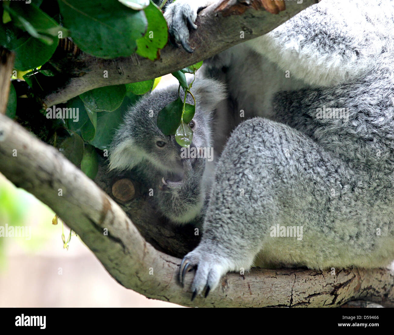 Das erst 215 Tage alte Koala Baby Joe erkundet mit seiner Mutter Goonderrah am Freitag (11.06.2010) das Gehege im Duisburger Zoo. Das kleine Pelztierchen ist zum ersten mal öffentlich gewogen worden. Es wiegt 528 Gramm und fühlt sich außerhalb von Mamas Beutel sehr sicher.  Foto: Roland Weihrauch dpa/lnw Stock Photo
