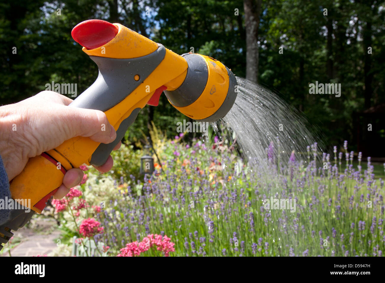 person watering flowers with hosepipe Stock Photo